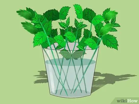 Купить растения мяты шаг 3