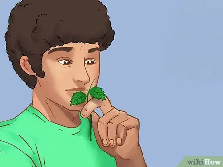 Купить растения мяты шаг 5