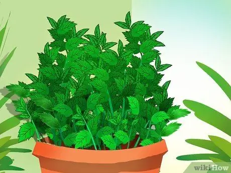 Купить растения мяты шаг 6