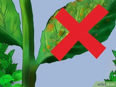 Купить растения мяты шаг 7