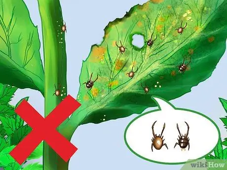 Купить растения мяты Step 8