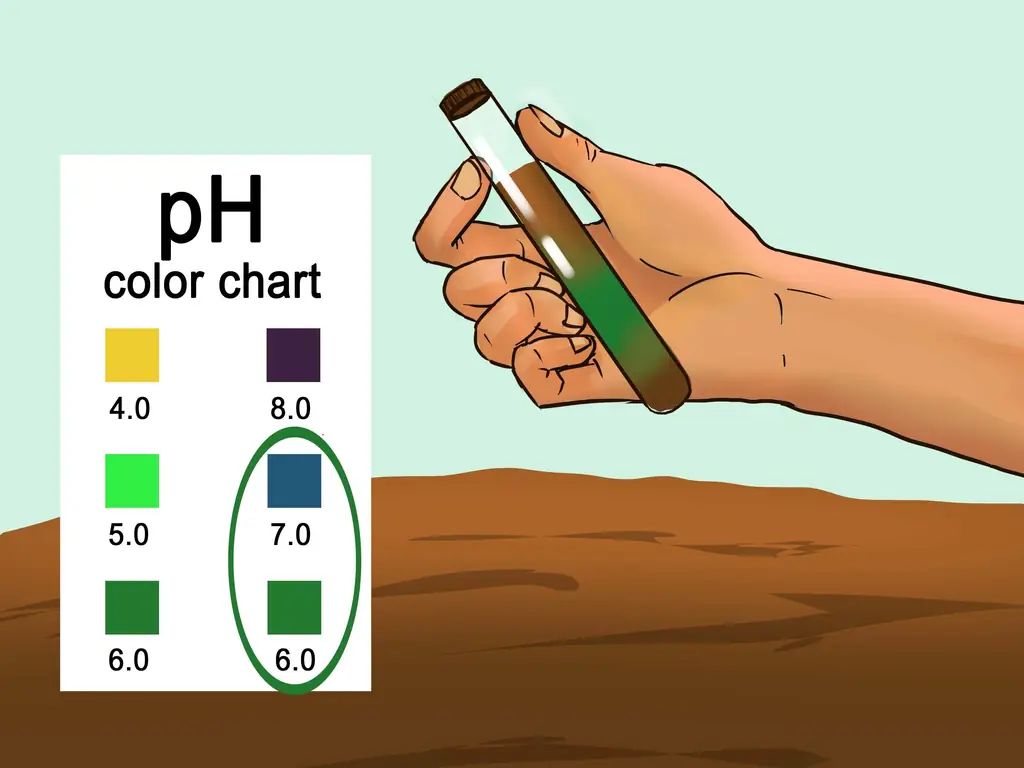 Как купить мяту: 14 шагов (с изображениями)