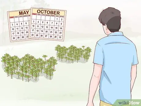 Урожай песчаника Шаг 1