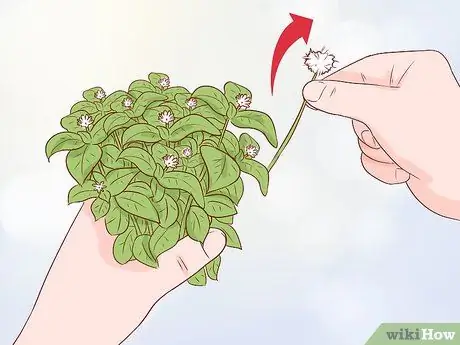 Урожай песчаника Шаг 10