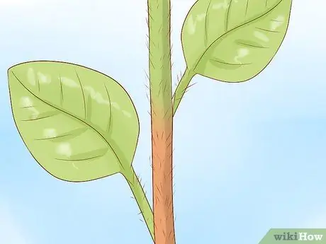 Урожай песчаника Шаг 4