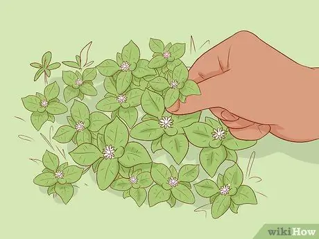 Урожай песчаника Шаг 5