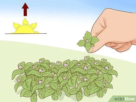 Урожай песчаника Шаг 6