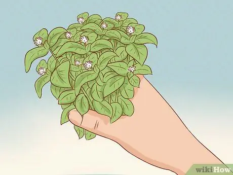 Урожай песчаника Шаг 8