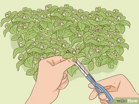 Урожай песчаника Шаг 9