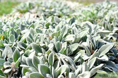 Готовим с шалфеем, шаг 1