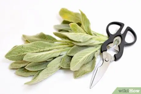 Готовим с шалфеем, шаг 2