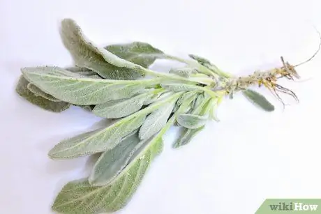 Готовим с шалфеем Шаг 6