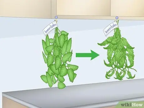 Сухой лимонный бальзам Шаг 10