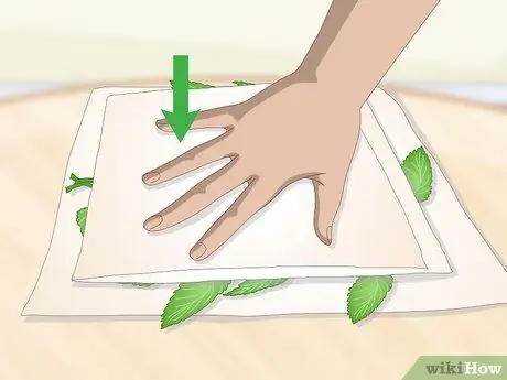 Сухой лимонный бальзам Шаг 2