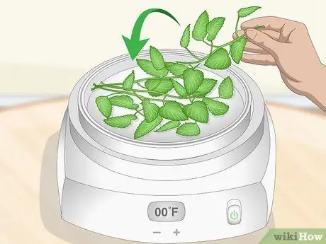 Сухой лимонный бальзам Шаг 3