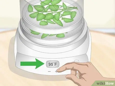 Сухой лимонный бальзам Шаг 4