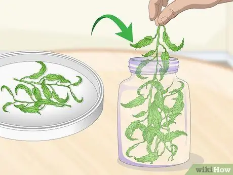 Сухой лимонный бальзам Шаг 5