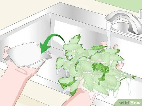 Сухой лимонный бальзам Шаг 6