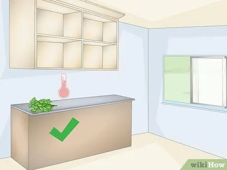 Сухой лимонный бальзам Шаг 7