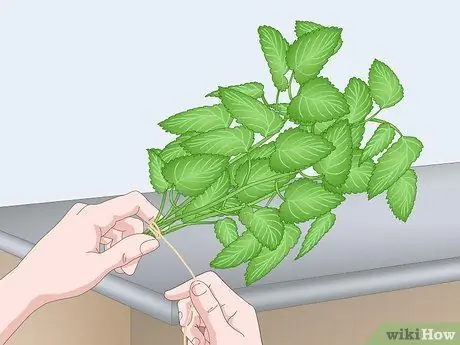 Сухой лимонный бальзам Шаг 8