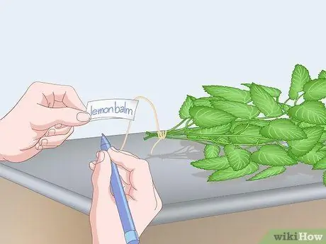 Сухой лимонный бальзам Шаг 9