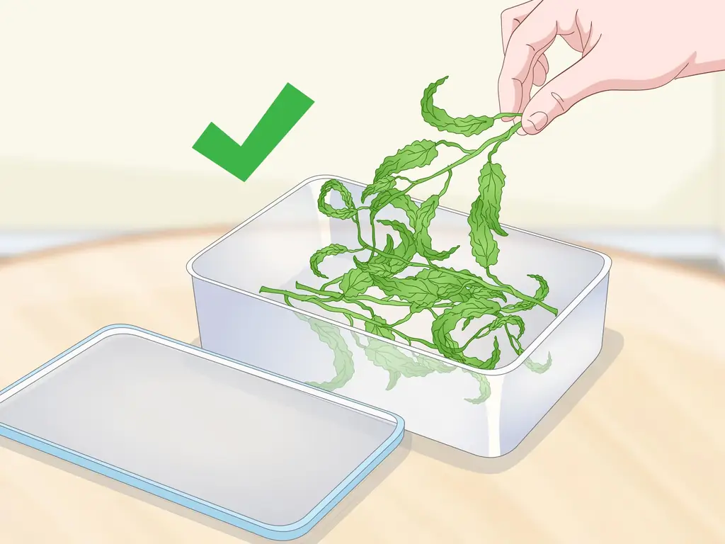 Как сушить лимонную бальзам: 11 шагов (с иллюстрациями)