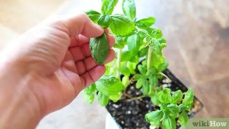 Заморозьте и сохраните травы в оливковом масле, шаг 1