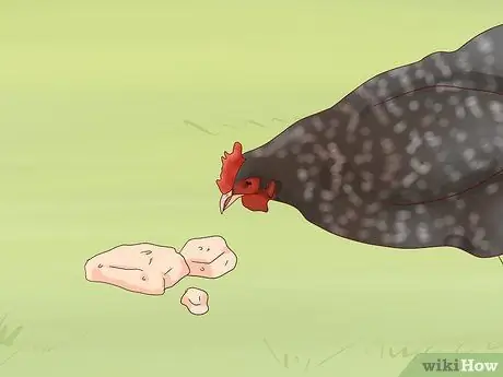 Используйте кислое молоко для корма для кур Шаг 6