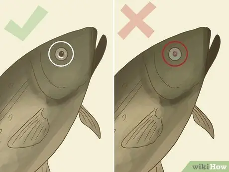 Купить Fresh Fish Step 2 Купить Fresh Fish Step 2