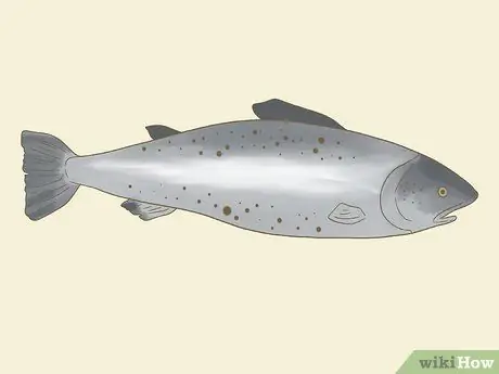 Купить Fresh Fish Step 3 Купить Fresh Fish Step 3