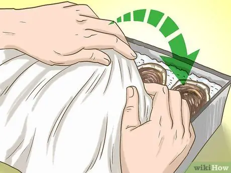 Купить свежие устрицы шаг 14 Купить свежие устрицы шаг 14