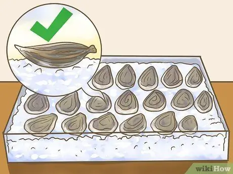 Купить свежие устрицы шаг 5 Купить свежие устрицы шаг 5