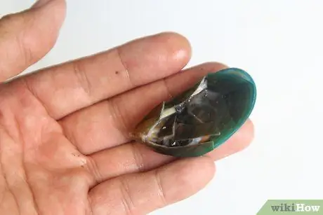 Мидии на пару Шаг 3