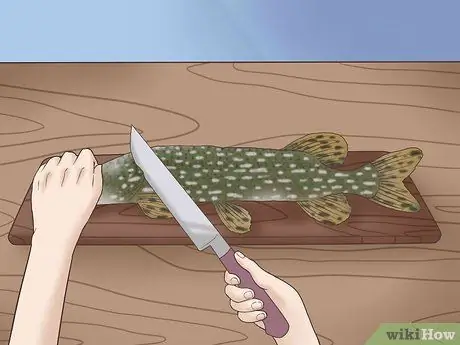 Очистка и разделка северной щуки Шаг 1