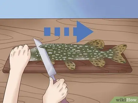 Очистка и разделка северной щуки Шаг 2