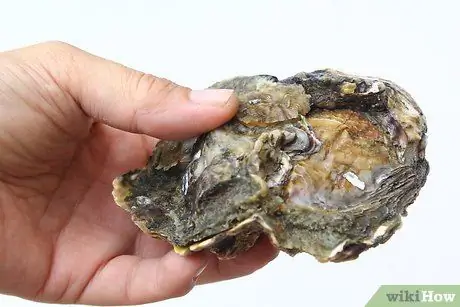 Шак Устрицы Шаг 1