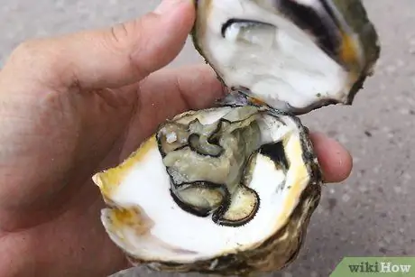 Шак Устрицы Шаг 3