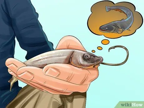 Поймать сома Шаг 4