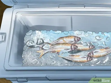 Поймать сома Шаг 5