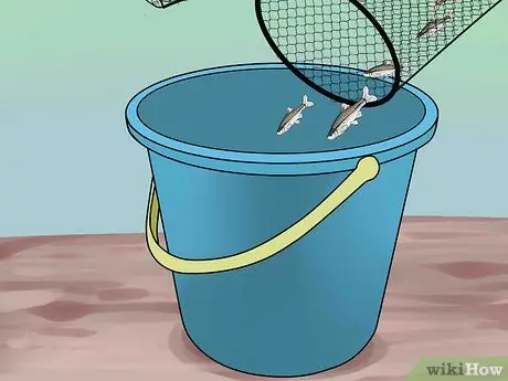 Наживка и использование ловушки для гольяна Шаг 10