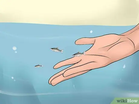 Наживка и использование ловушки для гольяна Шаг 11