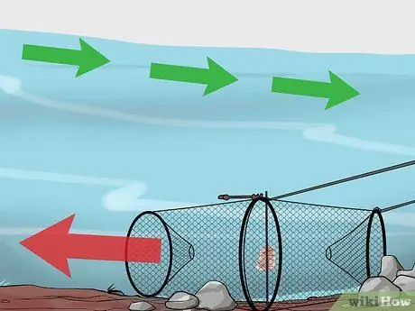 Наживка и использование ловушки для гольяна Шаг 8