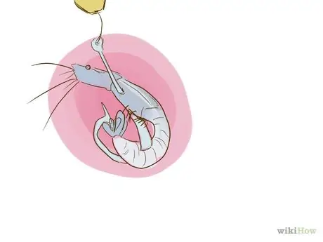 Рыба для осетровых рыб Step 3