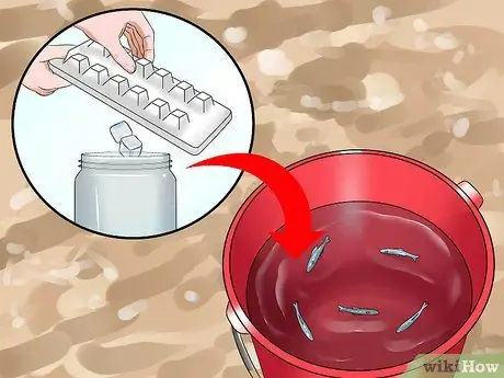 Держите пескарей в живых, шаг 11