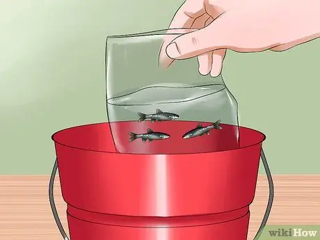 Держите пескарей в живых, шаг 5