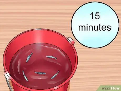 Держите пескарей в живых, шаг 6