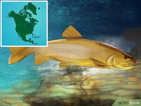 Поймать озерную форель Шаг 8