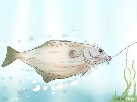 Поймать палтуса Шаг 8