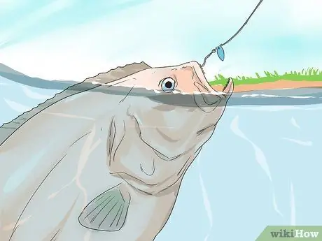 Поймать палтуса Шаг 9