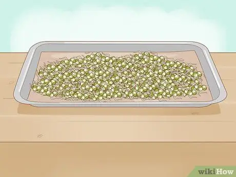 Ростки фасоли мунг Шаг 11